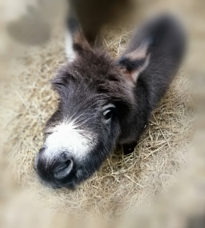 Newborn Miniature Donkey with Cutest Color Pattern Is Stealing Hearts All Over