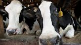 Dozens of Colorado dairy farm workers monitored for bird flu symptoms