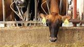 The climate-friendly cows bred to belch less methane