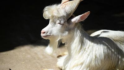 Cabras na Sícilia estão em risco por causa da seca. “A terra de pastagem é zero”