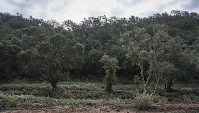 Oito concelhos de Faro em perigo máximo de incêndio rural