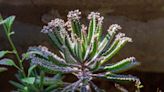 How to Grow and Care for Kalanchoe Delagoensis (Chandelier Plant)