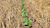 Planting season is almost over for cotton farmers, and crop conditions aren’t great