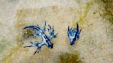 Blue dragon season is upon us, but researchers remind beachgoers to think twice before touching them