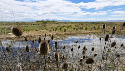 Federal government awarding grants to improve wetlands