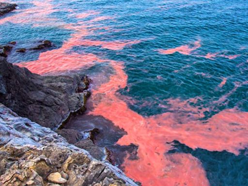 ¿Qué es la marea roja, cuáles son sus efectos y está permitido el baño cuando se da este fenómeno?