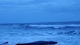 Juvenile sperm whale stranded on beach in OBX