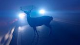 AAA says be on alert as deer collisions on Massachusetts roads is on the rise