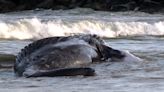 Dead whale washes ashore near Manasquan Inlet; 8th since December in NJ