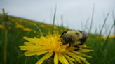 Can bumblebees 'breathe' under water? New research offers clue to their resilience