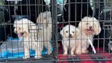 ‘We took them in’: Metro animal rescues take in 70 dogs from commercial breeder
