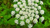 Poisonous plant warning issued in Cambridgeshire