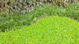 Microclover Is a Lush, Low-Maintenance Alternative to Grass—Here's How to Grow It