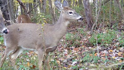 Chronic wasting disease: Death of 2 hunters in US raises fear of 'zombie deer'