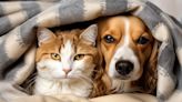Consejos para proteger del frío extremo a perros y gatos