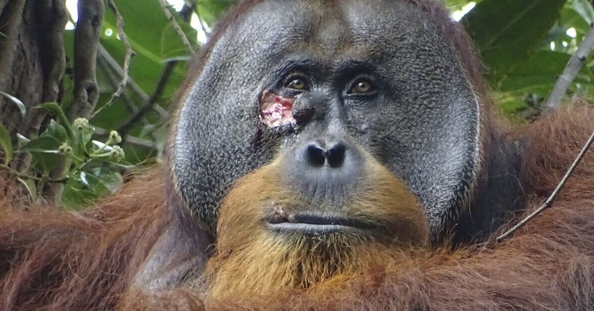A wild orangutan used a medicinal plant to heal a wound, scientists say