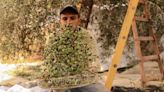 For Palestinians, the traditional olive harvest mired in conflict