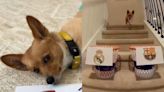Steph Furry, el ‘perro adivino’ de la Champions, da su ganador de la Liga Endesa