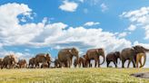 100 Indian Elephants March To New York