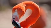 Flamingo makes rare appearance in New England