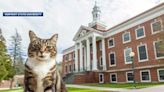 Beloved campus cat Max to be given honorary doctorate from VSU Castleton