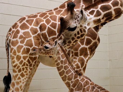 Birmingham Zoo announces baby giraffe's name