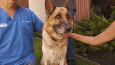 German Shepherd found zip-tied in Malibu, now battling cancer