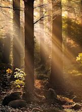 Woodland Light - Morning light through the trees in a local forest ...