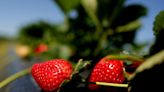 Strawberry season in Hampton Roads: Where and how to pick your own