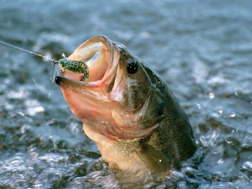 Smallmouth bass records have fallen repeatedly in recent years. Here's why