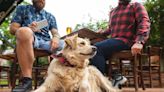 Where are the best pet-friendly travel destinations in the US? Vote now