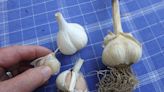 Henry Homeyer: Tips for growing great garlic, the easiest of all vegetables