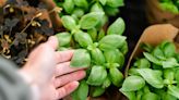 Secrets to growing great basil