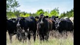 The race to uncover bird flu in the Texas Panhandle