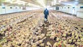 OMS confirma caso de gripe aviar AH9N2 en India | El Universal