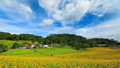 花蓮金針花季8/10開跑 花蓮縣長徐榛蔚邀您一同來忘憂