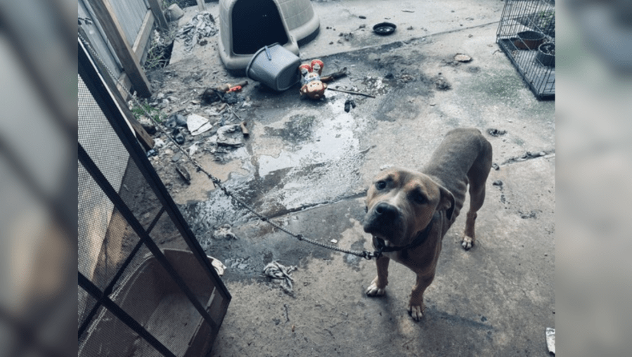 Emaciated dog, skeletal remains of another found at Little Woods home during NOPD investigation