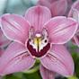 Orquídea flor