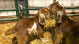 Cuteness alert! ‘Kids’ born at Lake Metroparks Farmpark