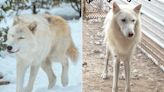 6 Wolfdogs Rescued from Illegal Situation Embrace Their Wild Side at New Sanctuary Home (Exclusive)