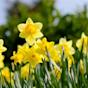 spring Daffodils