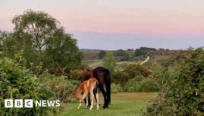 Hampshire & Isle of Wight's Big Picture: 20 May - 26 May 2024