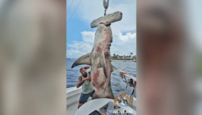 Groom-to-be catches huge hammerhead shark at bachelor party in Pompano Beach