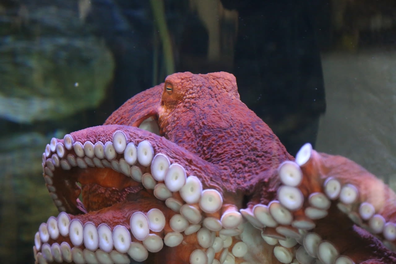 Oregon Coast Aquarium unveils new touch pool in renovated Rocky Coast gallery