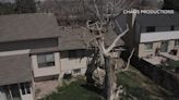 Volunteers help veteran after tree crashes onto house