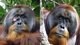 Orangutan Seen Healing Own Wound with Plants, in World First » Explorersweb
