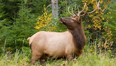 Curious Colorado elk surprises kids by joining them for a game of soccer