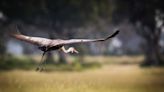 I Took My Family on a Birdwatching Safari in Botswana — and It Was the Trip of a Lifetime