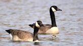 Drones used to chase geese from park in N.J. town that had proposed killing them
