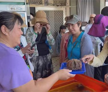 澎湖馬糞海膽鮮甜可口 養殖技術突破有望"全年吃得到"